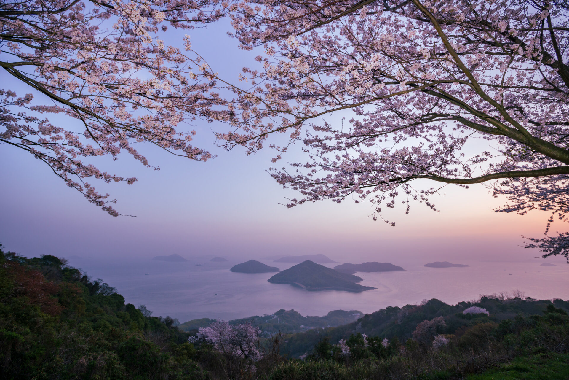 Nyタイムズにも選ばれた桜の名所 香川県の紫雲出山から荘内半島花見ハイキング Yamarii Magazine あの山に行きたいを叶える